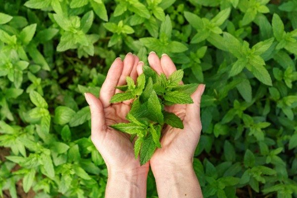 Tulsi: The Sacred Herb with Remarkable Health Benefits